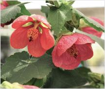Abutilon hybride 'Ann'  roze bloemen 