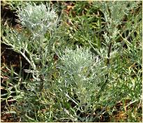 ArtemisiaalbaCanescens1