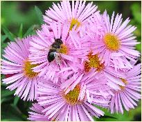 AsterOchtendglorenbijenplant2Vn