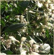 Bacharishalimifolia