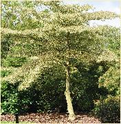 Cornus controversa aureovariegata arboretum leen
