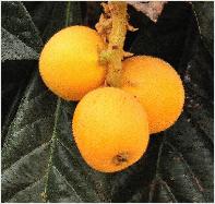 Eriobotrya japanse wolmispel vruchten