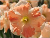 Narcissus 'Apricot Whirl'closeup vn