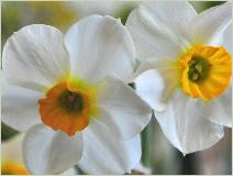 Narcissus 'Beautiful Eyes'closeupvn