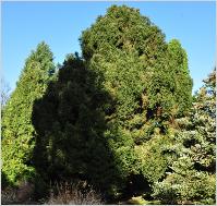 Picea abies 'Ohlendorfii'