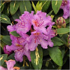 Rhododendron 'Goldflimmer' 2