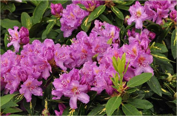 Rhododendron 'Goldflimmer' bloemen