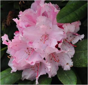 Rhododendron 'Gunborg' R. yakushimanum Fcc x R. 'Cynthia'