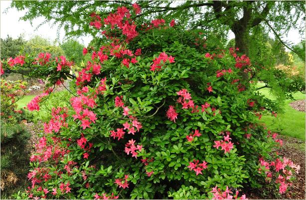 Rhododendron 'Jolie Madame' Viscosa azalea