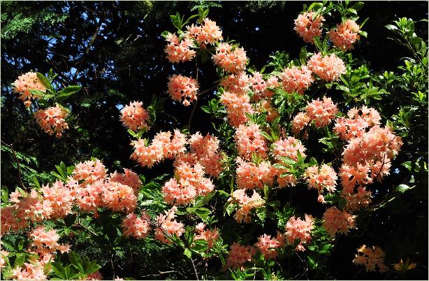 Rhododendron 'Raphael de Smet' harde gentse azalea 1873