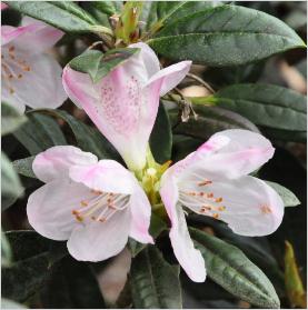 Rhododendron adenogynum flowers