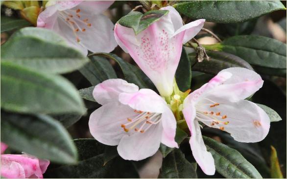 Rhododendronadenogynumflowers