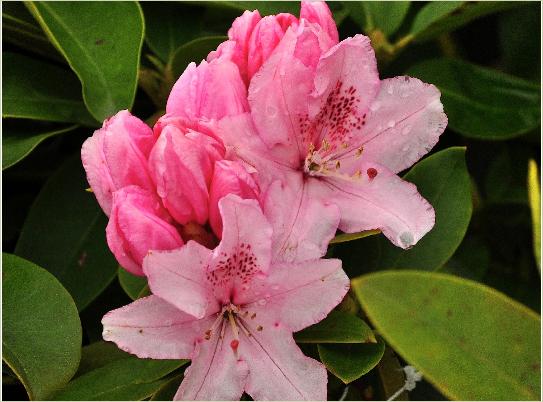 RhododendronAlbertSchweitzer
