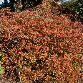 Rhododendron 'Anna Louise' harde gentse azalea herfstkleuren