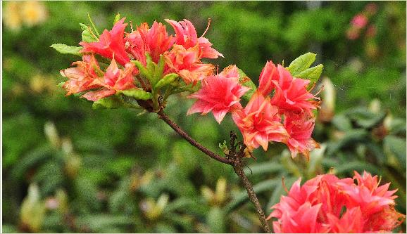 RhododendronApellesHardeGentseazalea2
