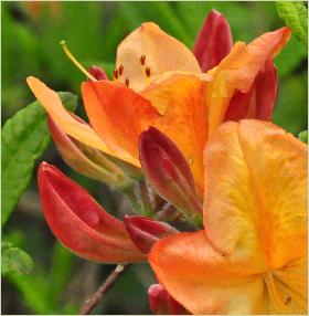 RhododendronAppleBlossomcloseupvn1