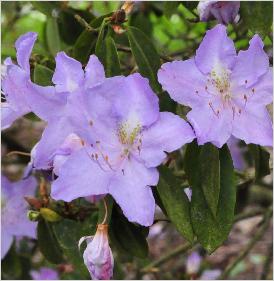 Rhododendronaugustiniicloseupbloemengroenemacule