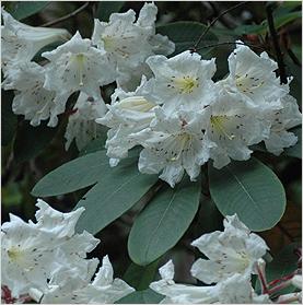 Rhododendronauriculatum