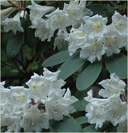 Rhododendronauriculatum