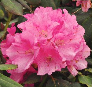 RhododendronBajazzoRDaisyxRwilliamsianumOldenburg