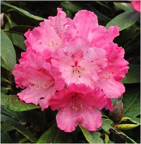 RhododendronBelonabloemfotohybride
