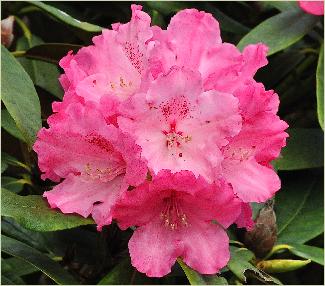 RhododendronBelonabloemfotohybride
