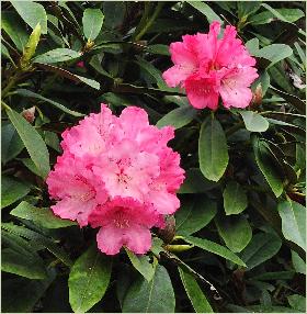 RhododendronBelonahabitusfotohybrideRyakushimanumxRBrittania1