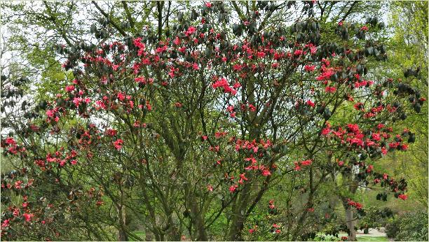 RhododendronBiskrafotohabitus