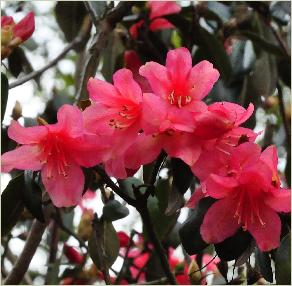 RhododendronBiskraflowers