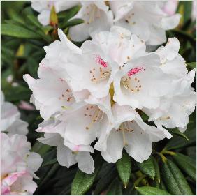 RhododendronBlewburycloseupvnn