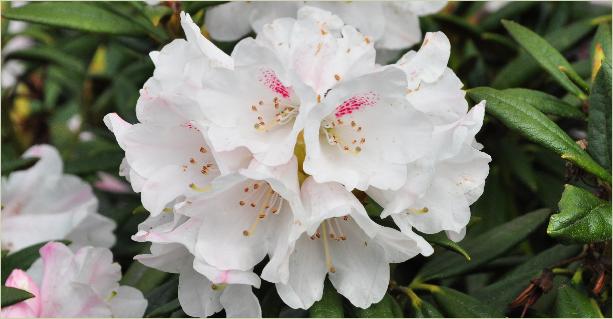 RhododendronBlewburycloseupvnn