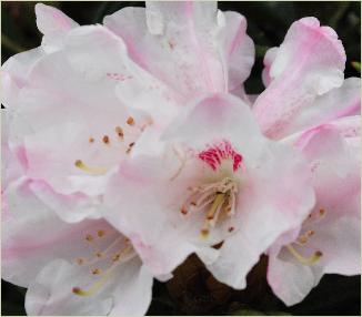 RhododendronBlewburycloseupflowers