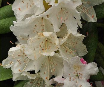 RhododendronBouledeNeigebloemfoto