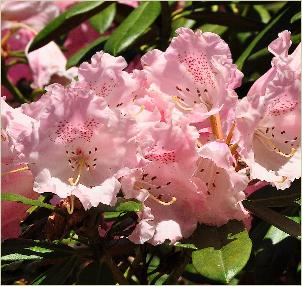 RhododendronBritanniaxyakusimanumvn