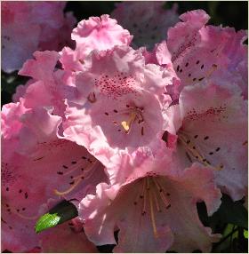 RhododendronBritanniaxyakusimanumcloseupbloemvn