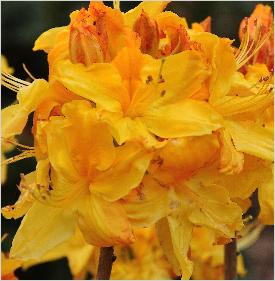 Rhododendroncalendulaceumbloemenfoto