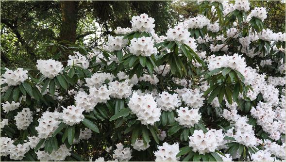Rhododendron 'Calfort' global view