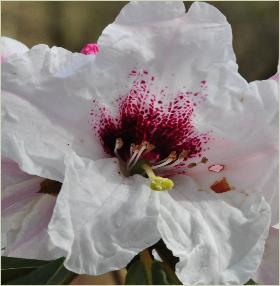 Rhododendron 'Calfort' (R.calophythum x R. fortunei flower closeup