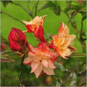 RhododendronCannonsDoublecloseupbloemenvnnn