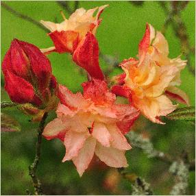 Rhododendron 'Cannons Double' closeup bloemenvnnn