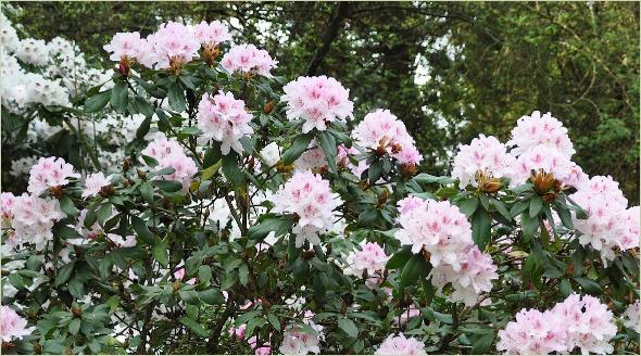 Rhododendron 'Cheer' global