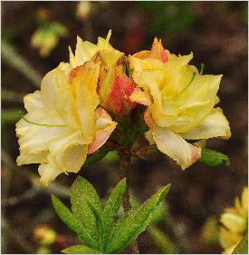 RhododendronChelseaReachcloseupbloemvnn