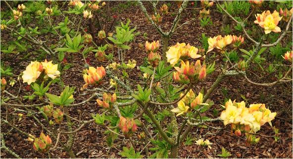 Rhododendron 'Chelsea Reach' habitus Knaphill Exbury azalea