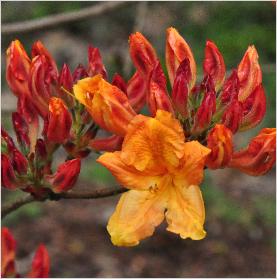 RhododendronChristopherWrenMollisAzaleacloseupflowervnnn