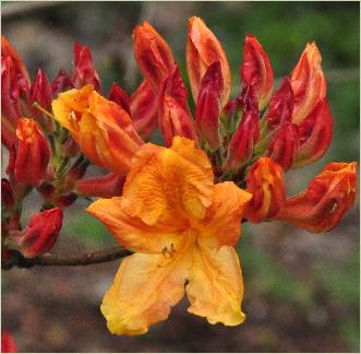 RhododendronChristopherWrenMollisAzaleacloseupflowervnnn