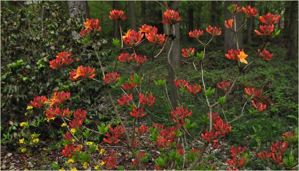 RhododendronChristopherWrenMollisAzaleaglobalshrubpictures