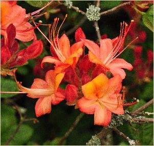 RhododendronCoccineaGrandiflorabloemencloseupvn