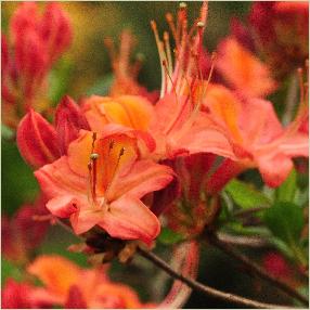 RhododendronCoccineaGrandifloracloseupbloemvn