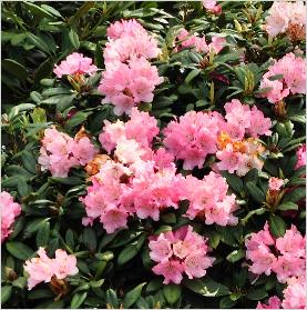 Rhododendron 'Colibri '(R.LouisPasteur x R yakushimanum )