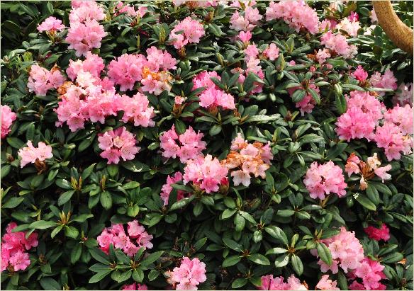 RhododendronColibriRLouisPasteurxRyakushimanum